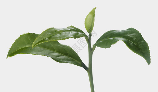 茶叶分支植物群叶子植物绿色热巴枝条高清图片