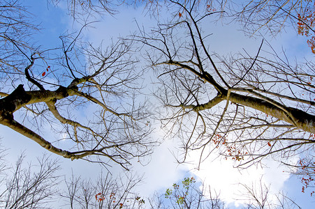 月光带天空的树枝蓝色国家旅游树木森林风景绿色场地公园环境背景图片