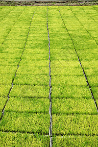 用机器种植稻米的苗圃农村国家稻田栽培传统食物农民农场热带培育文化高清图片素材