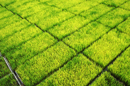 用机器种植稻米的苗圃农场热带农村植物生活农田传统稻草国家文化稻田高清图片素材