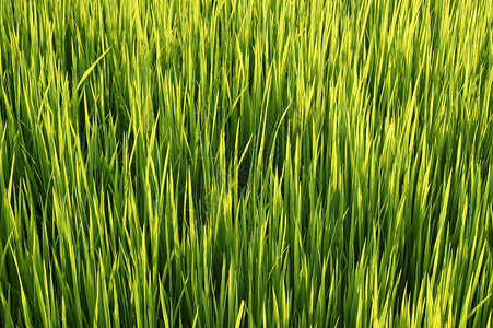 用机器种植稻米的苗圃收成传统文化热带农村食物生活稻田命令风景泰国高清图片素材