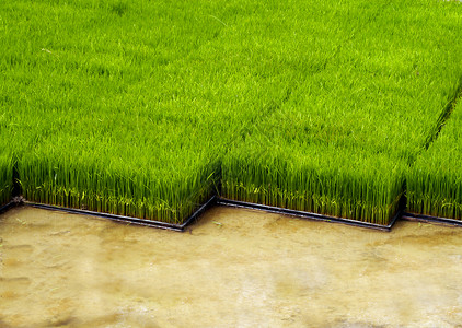 用机器种植稻米的苗圃热带食物风景国家农村收成工人稻草传统稻田中国高清图片素材