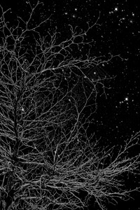 黑夜里的树美丽的蓝色的高清图片