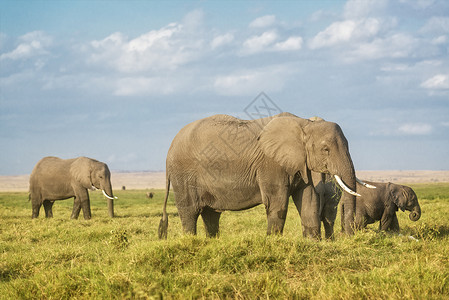牧场上的非洲大象高清图片