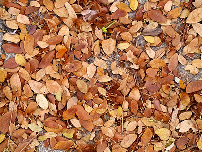 树叶倒在地上天空蓝色棕色落叶地面叶子季节性黄色花朵高清图片