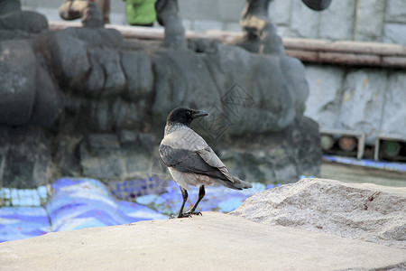 黑乌鸦站在石头的尽头背景图片