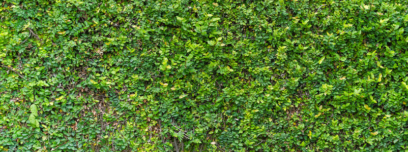 greenGreen Bush 无缝无缝的可排字纹理背景