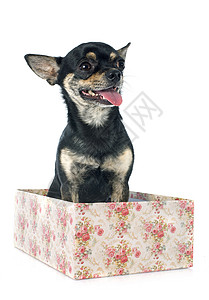 小狗吉娃娃动物黑色工艺宠物白色盒子犬类工作室背景图片