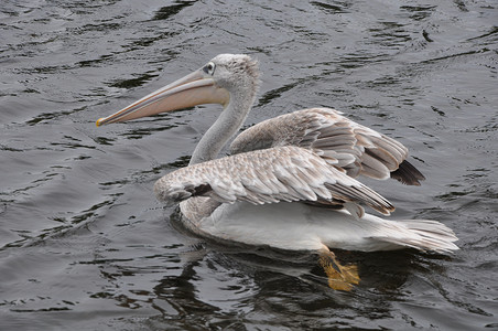 佩利卡自由池塘濒危观鸟航班植被高清图片