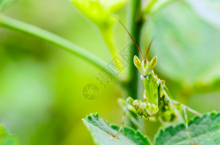西印度蝗虫蚱蜢自然高清图片