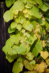 秋季假期植物黄色叶子绿色季节背景图片