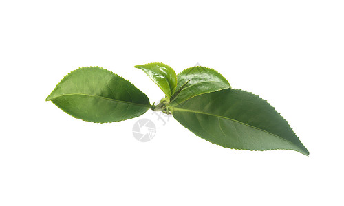 茶叶分支绿色枝条植物群热巴草本植物叶子高清图片