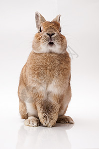 兔子兔野兔动物宠物毛皮耳朵哺乳动物白色背景图片