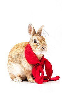 兔子兔毛皮白色哺乳动物耳朵野兔动物宠物背景图片
