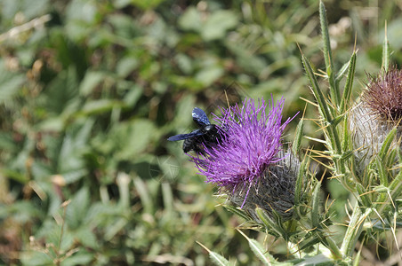 花上大黄蜂绿色植物昆虫天线蜂蜜翅膀动物花粉背景图片