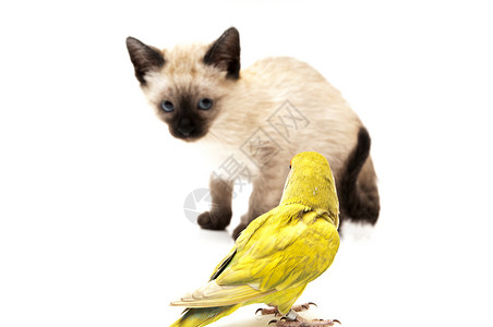 agaporni 猫棕色羽毛生活白色哺乳动物绿色宠物头发爪子小猫背景图片