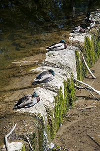 睡鸭麻雀动物群睡眠羽毛集团大道少年畜栏阿瓜高清图片
