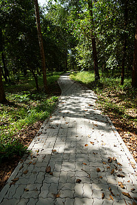 半岛植物园的步行道公园季节场景乡村国家街道旅行风景土地绿色走高清图片素材
