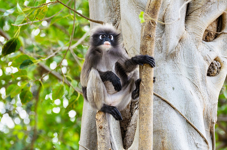 柳叶猴子或树上的长尾白暗纹荒野灰色丛林白色生活动物群眼镜古猿森林背景图片