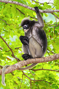 柳叶猴子或树上的长尾白森林公园丛林野生动物动物群绿色黑色眼镜生活叶猴背景图片
