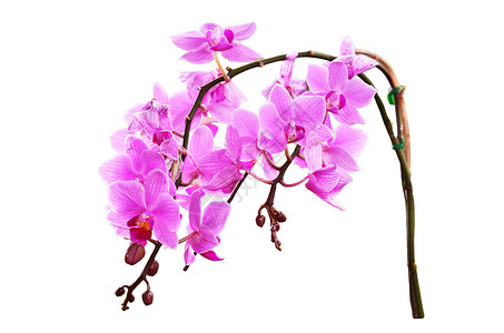白上孤立的兰花影棚粉色花瓣花头对象植物摄影背景图片
