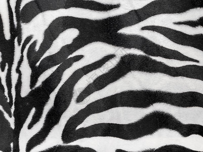 斑马纹纹质照片装饰墙纸风格动物皮肤黑色丛林野生动物材料背景