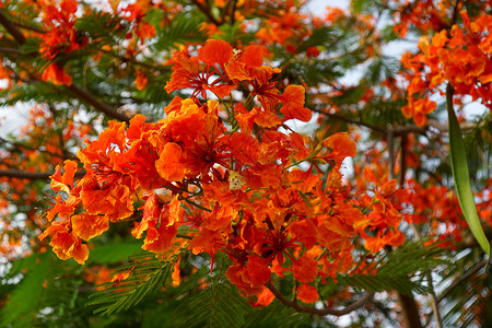 春花 火焰树 德隆尼克斯重生摄影绿色叶子宏观红色植物树木背景图片
