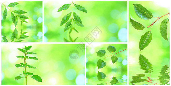 树叶拼贴画格伦树叶的拼凑生活阳光拼贴画热带植物群环境反射森林框架植物学背景