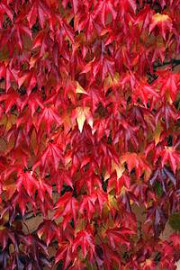 秋季红色橙子绿色花园季节性黄色植物季节叶子树叶公园高清图片素材