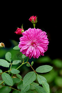 仙子玫瑰 罗莎瓷器花瓣树叶园艺绿色植物群玫瑰日光发芽女性化粉色背景图片