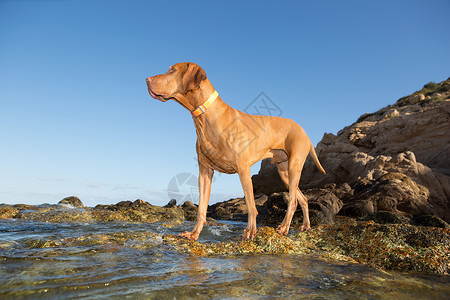 站在水岸的狗狗背景图片