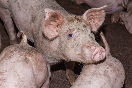 农场中的年轻猪小猪高清图片素材