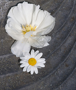 白花曲线风格黄色金属花朵装饰花园白色背景图片
