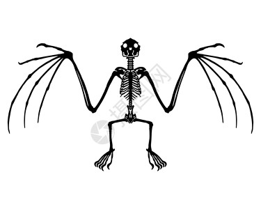 蝙蝠骨架哺乳动物翅膀骨骼白色黑色肋骨解剖学骨头动物插图背景图片