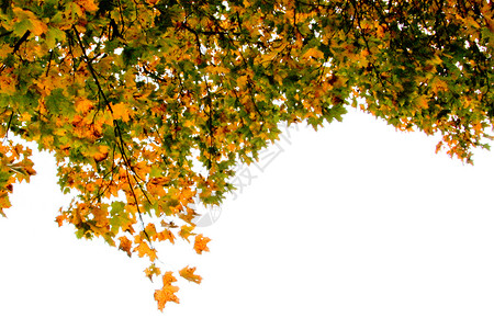 秋瀑收成蓝天颜色分支机构风景季节性橙子晴天树木枫木背景图片