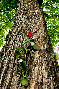 树上的玫瑰部落青蛙花朵悲伤视角绿色背景图片