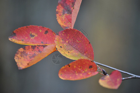 秋天的树叶红色森林花园色彩公园背景图片