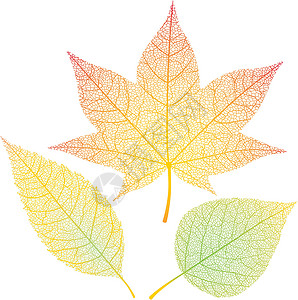 枫叶透明素材秋叶枫叶绿色橙子脉络叶脉设计元素黄色插画