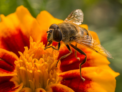 蜂巢仰赖多彩的花朵 dng高清图片