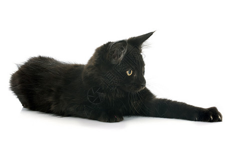 小猫动物工作室宠物黑色背景图片