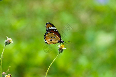 蝴蝶的名字是草花上的红色拉西温花园黑色绿色植物白色季节装饰野生动物季节性荒野场地高清图片素材