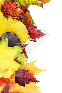 黄色叶子边框秋叶框架水平季节性红色植物学饱和色树叶黄色绿色棕色活力背景