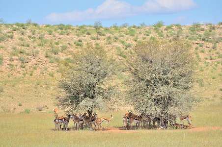 骆驼刺非洲的风景优美的高清图片