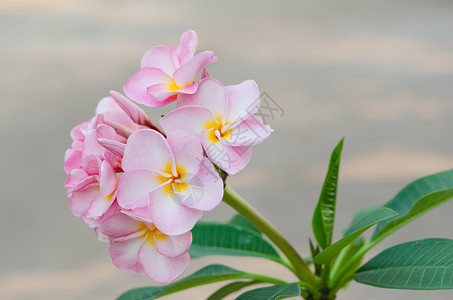 粉红花花鸡蛋花花瓣热带叶子花园白色黄色绿色局部粉色背景图片