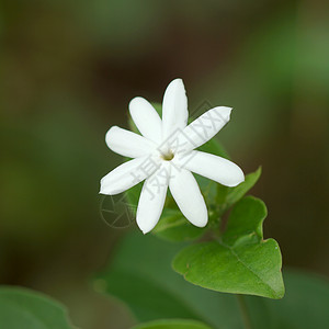 一只白茉莉花花瓣叶子香水白色团体母亲植物群背景图片