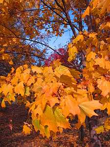 树照片墙素材秋色多彩树背景