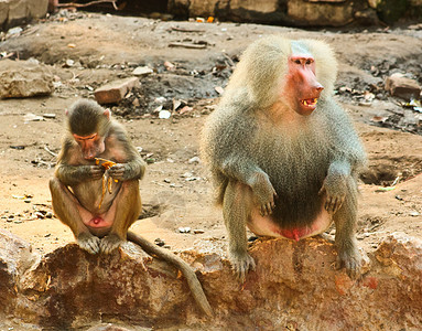猴寒冷狒狒图库动物动物园旅行环境季节生物森林人物背景图片