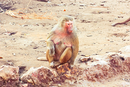 猴寒冷丛林艺术森林草原文件夹狒狒摄影公园动物旅行背景图片