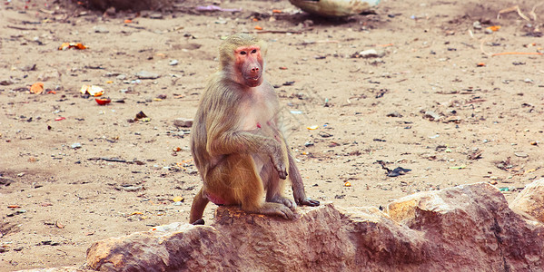 猴寒冷宠物摄影人物图库丛林旅行动物园哺乳动物草原季节背景图片