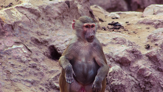 猴寒冷图库季节草原生物旅行哺乳动物摄影森林灵长类狒狒背景图片
